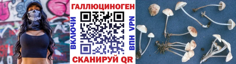Галлюциногенные грибы Psilocybe  Гудермес 